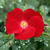 Vörös - Talajtakaró rózsa - Apache ®